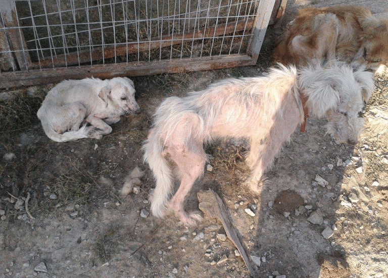 Άθλιες συνθήκες επικρατούν στα δημοτικά κυνοκομεία – Γιατί;