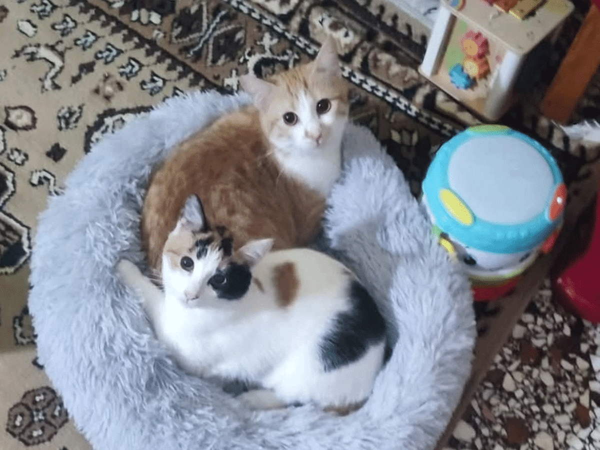 Οι άνθρωποι που εθελοντικά περιθάλπουν αδέσποτες γατούλες – Πώς μπορούμε να τους βοηθήσουμε