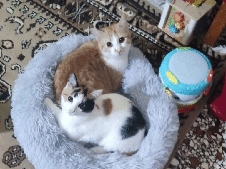 Οι άνθρωποι που εθελοντικά περιθάλπουν αδέσποτες γατούλες – Πώς μπορούμε να τους βοηθήσουμε