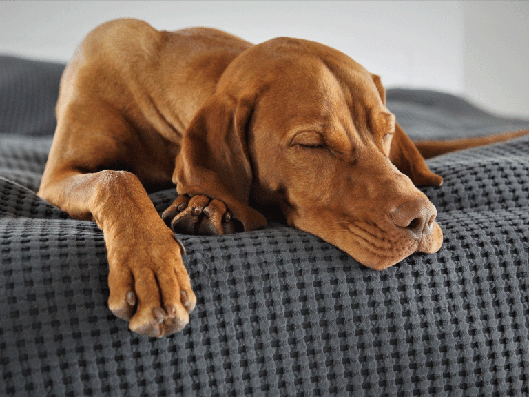 Τα σημάδια που μαρτυρούν ότι ο σκύλος σας δεν έχει άγχος αποχωρισμού