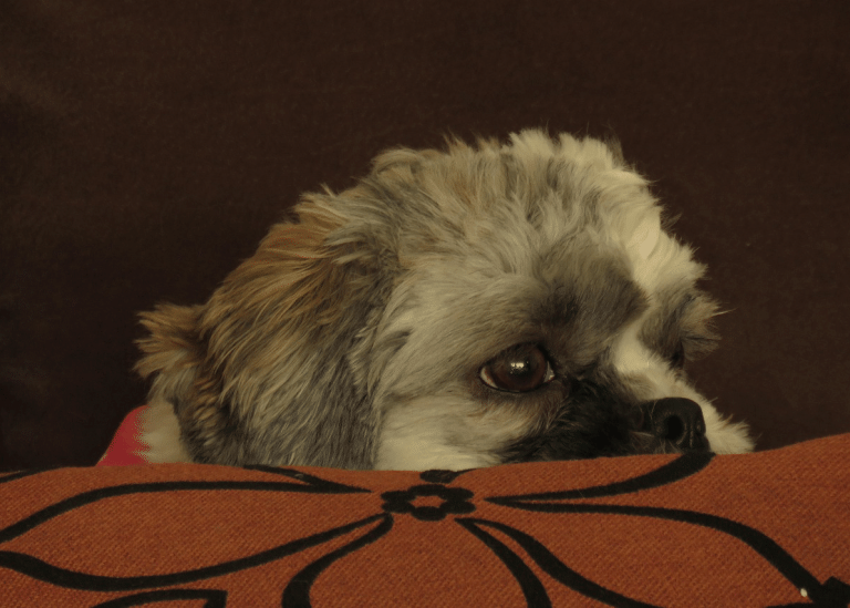 Επιληψία στον σκύλο: Τι είναι, οι μορφές, η διάγνωση και η θεραπεία της