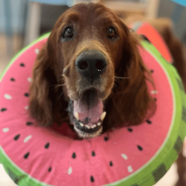 Σε ποιους σκύλους κάνει καλό η υδροθεραπεία