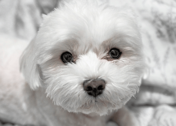 Υπάρχουν φυλές σκύλων που θεωρούνται υποαλλεργικές;