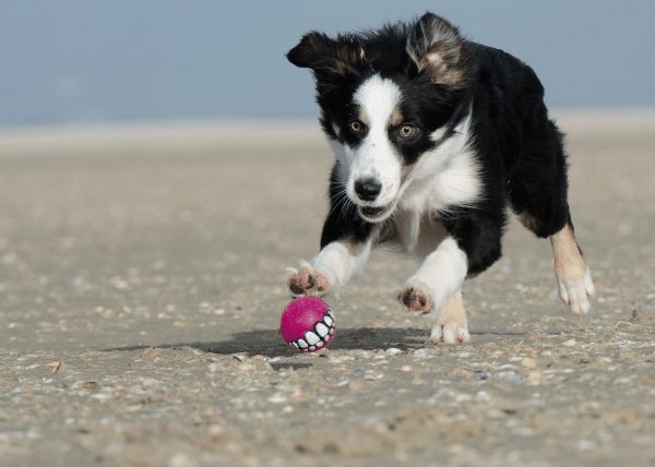 Εμμονικές συμπεριφορές μπορεί να παρουσιάσει (και) ο σκύλος – Πώς θα τις αντιληφθείτε