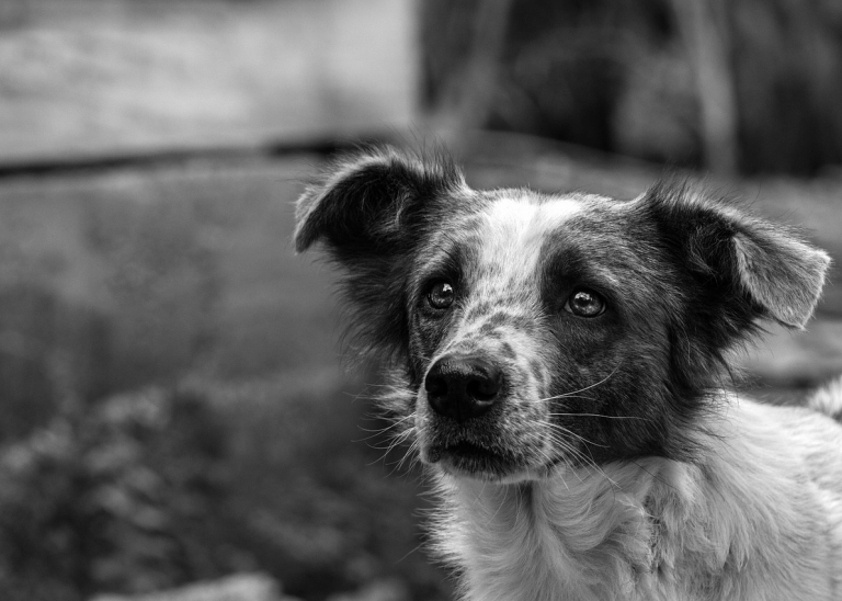 Διάσωση σκύλου από πυρκαγιά: Οι κινήσεις που πρέπει να γίνουν