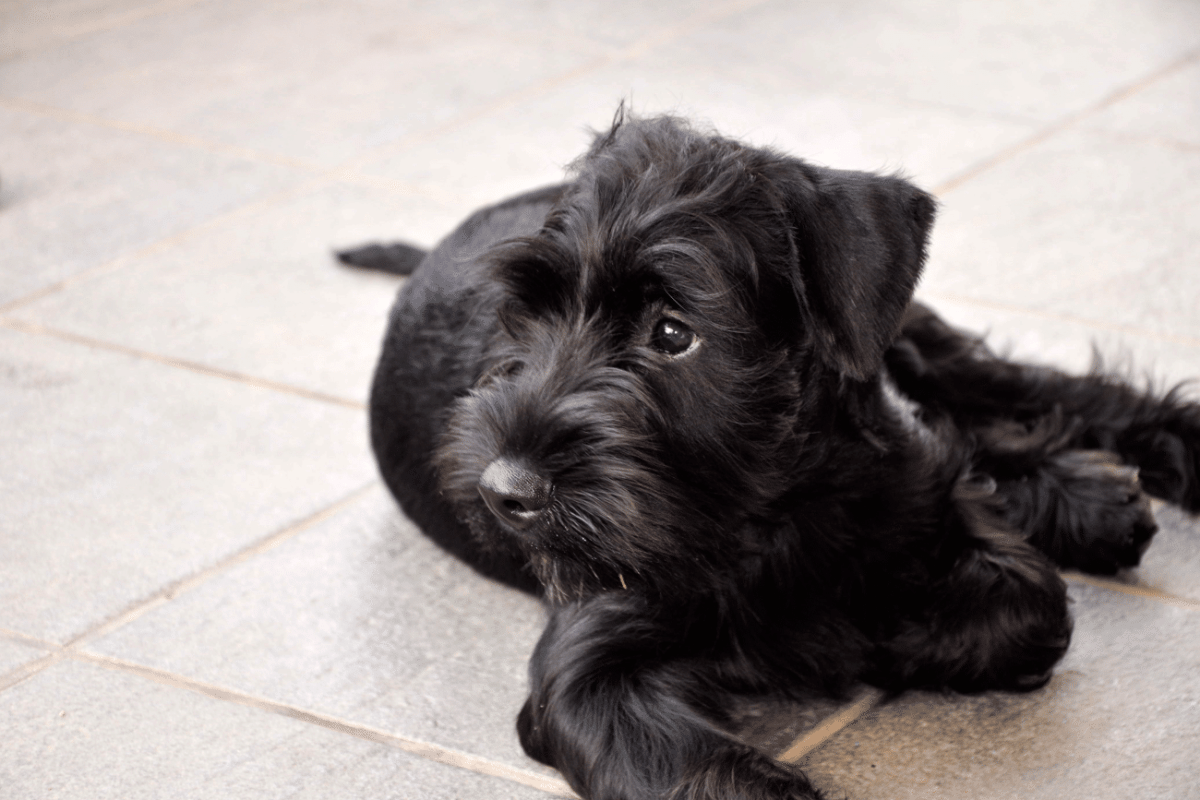 Πανέξυπνος, πολυτάλαντος, φύλακας, «ξεχειλίζει» από αγάπη για την οικογένεια του ο σκύλος Σνάουτσερ