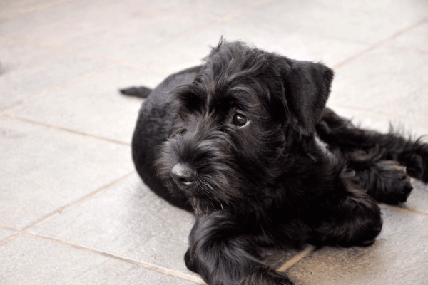 Πανέξυπνος, πολυτάλαντος, φύλακας, «ξεχειλίζει» από αγάπη για την οικογένεια του ο σκύλος Σνάουτσερ