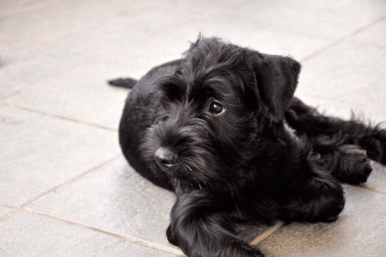Πανέξυπνος, πολυτάλαντος, φύλακας, «ξεχειλίζει» από αγάπη για την οικογένεια του ο σκύλος Σνάουτσερ