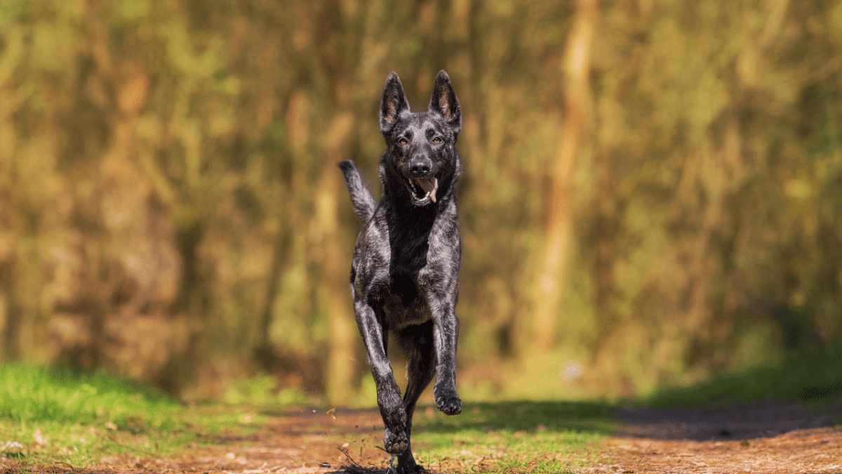 Σκύλος: Ποια είναι η πυξίδα του για να επιστρέψει στο σπίτι του, ενώ έχει χαθεί για μεγάλο χρονικό διάστημα