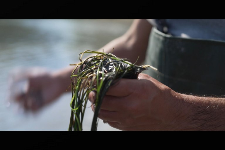 Αποκαθιστώντας τα θαλάσσια λιβάδια zostera: Η συνεργασία Nestlé Ελλάς και Εναλεία