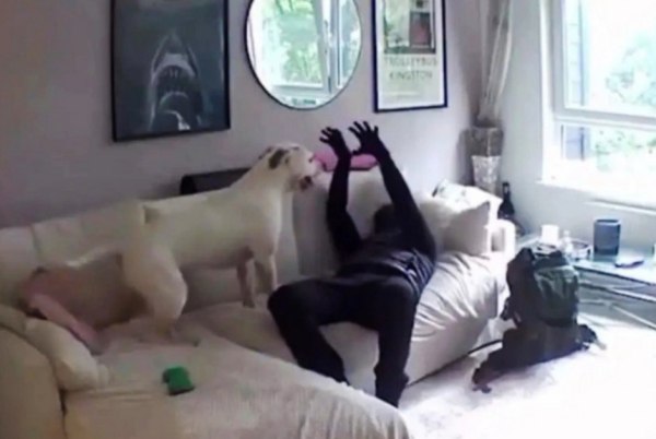 Ο χειρότερος φύλακας: Σκύλος παίζει με ληστή ενώ εκείνος κλέβει το σπίτι