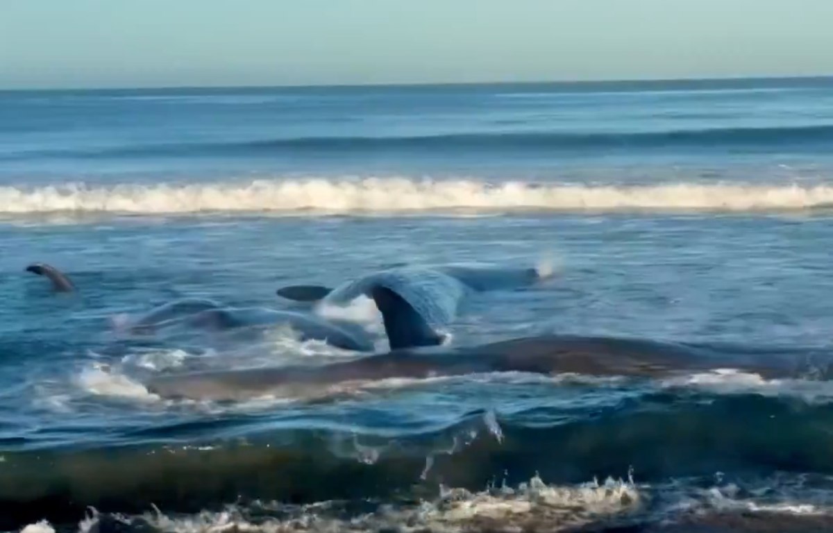 Φάλαινες ξεβράστηκαν στις ακτές της Ιαπωνίας – «Παγκόσμιο τσουνάμι» από τον σεισμό στη Ρωσία [βίντεο]