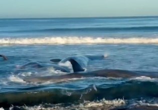 Φάλαινες ξεβράστηκαν στις ακτές της Ιαπωνίας – «Παγκόσμιο τσουνάμι» από τον σεισμό στη Ρωσία [βίντεο]