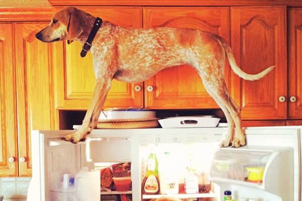 Η Μάντι πέθανε: Το κυνηγόσκυλο-φαινόμενο που έσπασε το Instagram δεν είναι πια εδώ