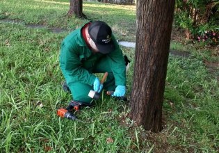 Ο Δήμος Αθηναίων θωρακίζει τις μουριές της πόλης από συγκεκριμένο έντομο