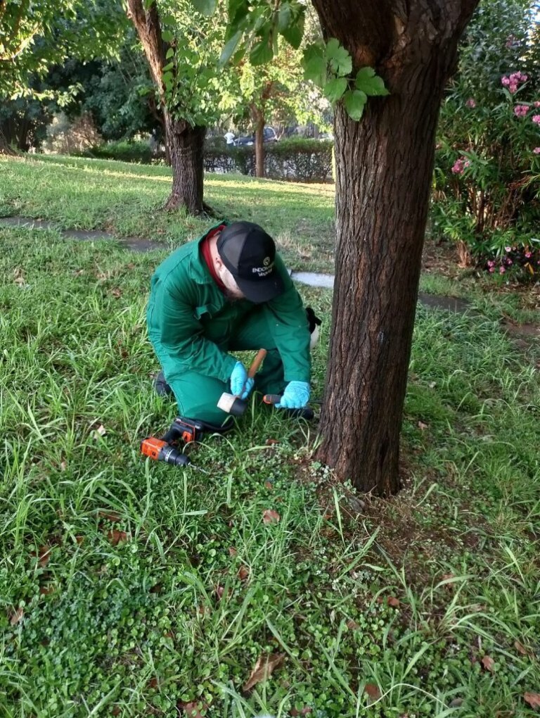 Ο Δήμος Αθηναίων θωρακίζει τις μουριές της πόλης από συγκεκριμένο έντομο