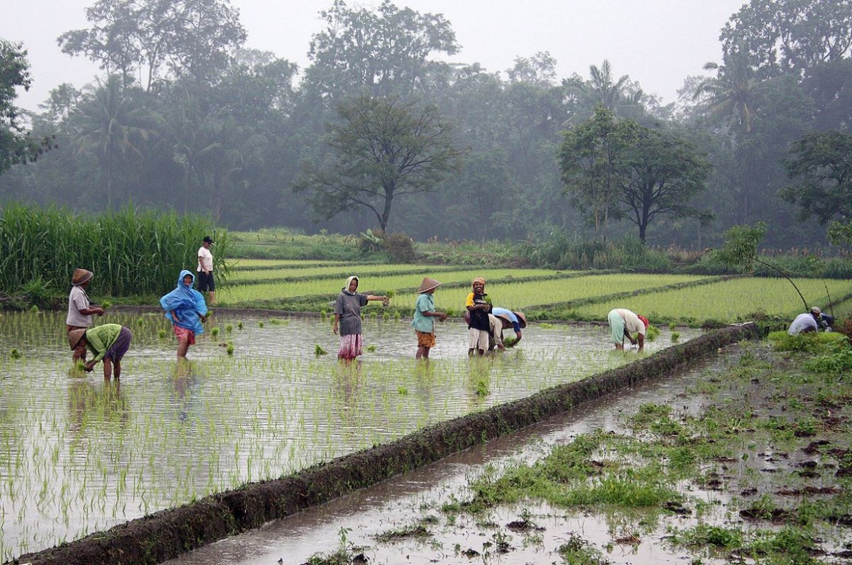 Από τα εργοστάσια πίσω στα ρυζοχώραφα: Ο εμπορικός πόλεμος φέρνει φτώχεια