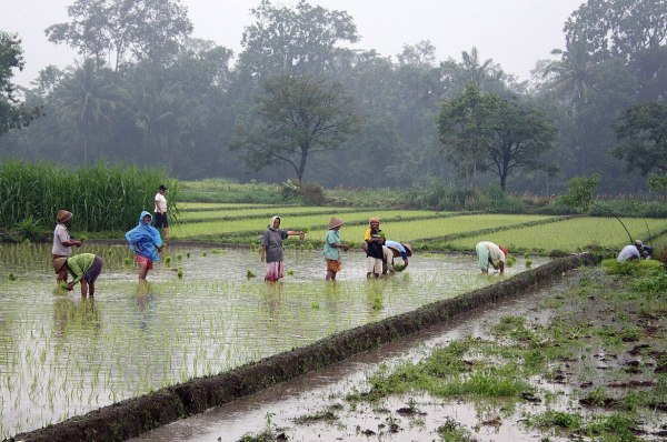Από τα εργοστάσια πίσω στα ρυζοχώραφα: Ο εμπορικός πόλεμος φέρνει φτώχεια
