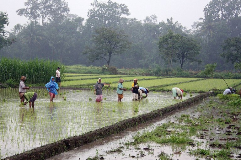 Από τα εργοστάσια πίσω στα ρυζοχώραφα: Ο εμπορικός πόλεμος φέρνει φτώχεια