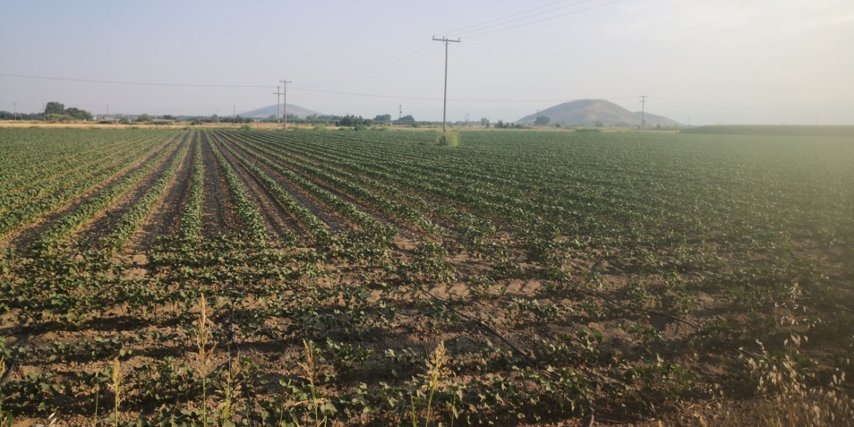 SOS για την κλιματική αλλαγή – «Περιοχές σαν τη Θεσσαλία, κινδυνεύουν με ερημοποίηση»