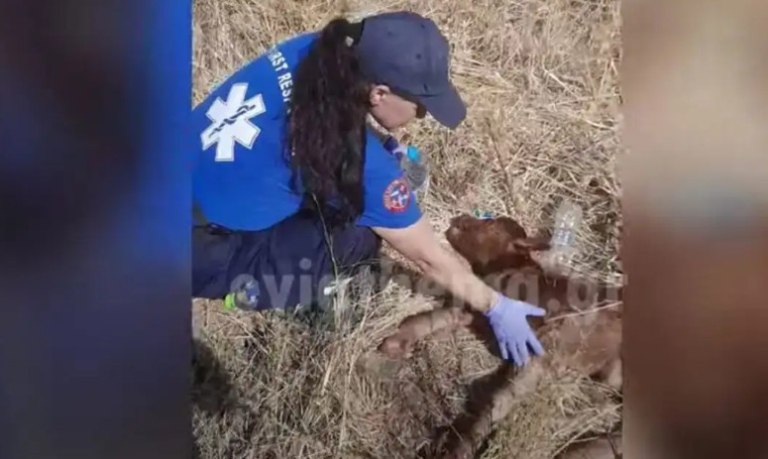 Φωτιά στην Εύβοια: Η συγκλονιστική στιγμή που εθελοντές δίνουν τις πρώτες βοήθειες σε νεογέννητο μοσχαράκι