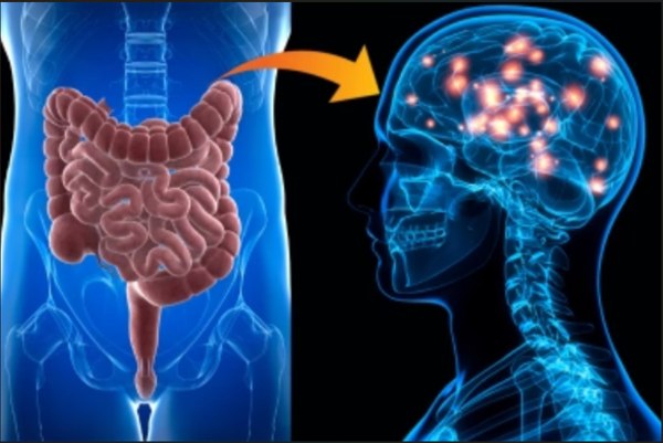 Τα μικρόβια του εντέρου αλλάζουν και τη συμπεριφορά;