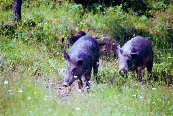 Ηλεία: Αγριογούρουνα έκαναν επιδρομή σε καλλιέργειες με καρπούζια και πεπόνια – Στους 50 τόνους η ζημιά