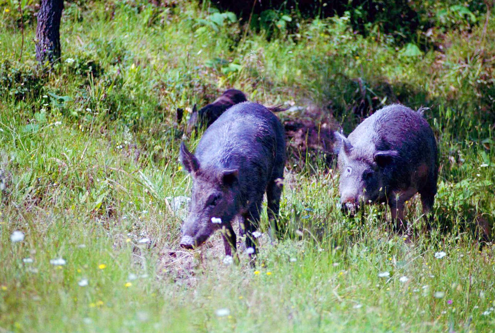 Ηλεία: Αγριογούρουνα έκαναν επιδρομή σε καλλιέργειες με καρπούζια και πεπόνια – Στους 50 τόνους η ζημιά