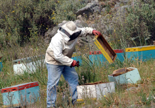 Φωτιά στην Αλυκή Βοιωτίας: Συνελήφθη 55χρονος μελισσοκόμος