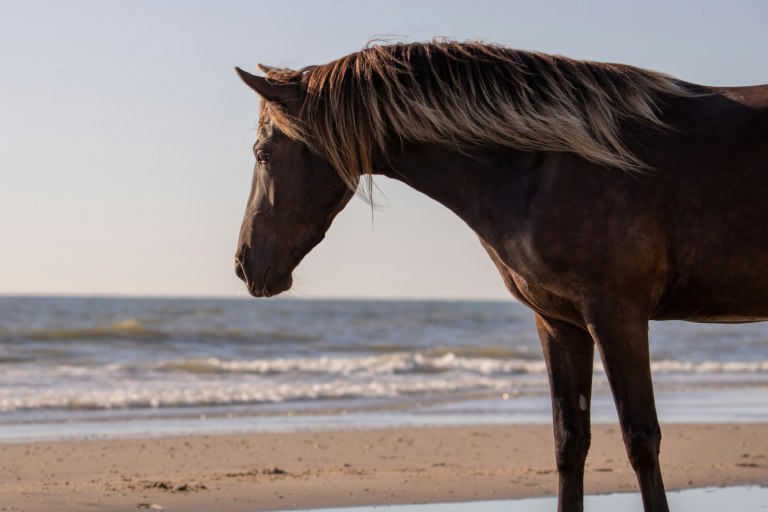 Θάσος: Άλογο αφηνίασε και τραυμάτισε 5χρονη – Στο Αυτόφωρο ο ιδιοκτήτης του