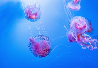 Μωβ μέδουσες: Τι πρέπει να κάνετε αν σας τσιμπήσουν – Τι να αποφύγετε