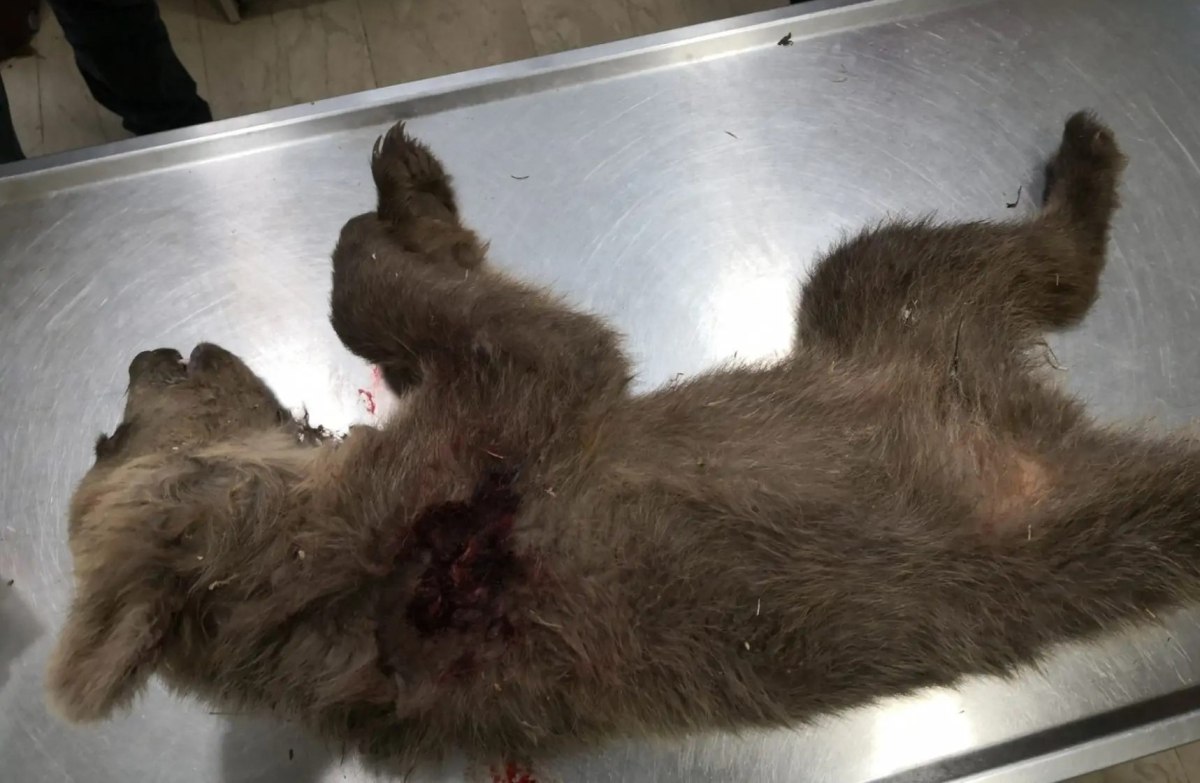 Αποτρόπαιο έγκλημα στην Καστοριά – Νεκρό αρκουδάκι από πυροβόλο όπλο