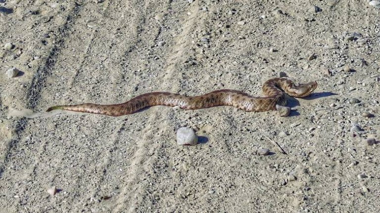 Αλόννησος: Στο νοσοκομείο 77χρονη τουρίστρια – Την δάγκωσε οχιά σε παραλία