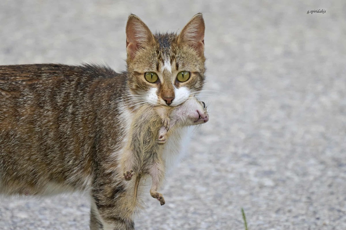 Άτυχος λαγόγυρος στα δόντια της γάτας (Γιώργος Σπυριδάκης)