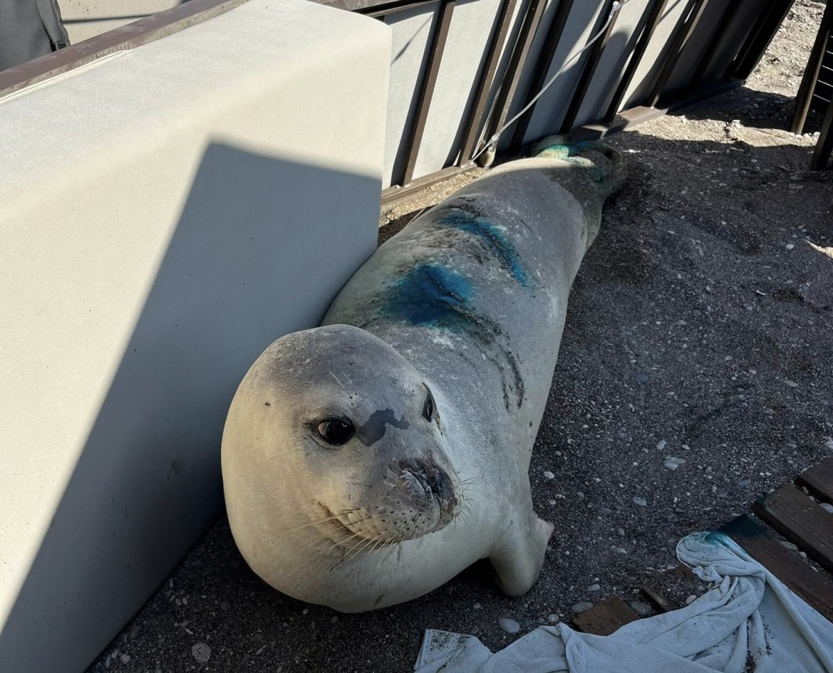 Ρόδος: Μια φώκια πήγε σε μπιτς μπαρ… για τις πρώτες βοήθειες