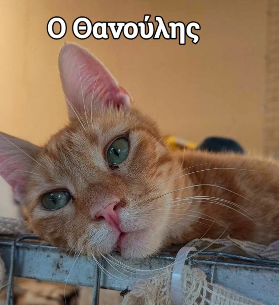 Ο αδεσποτούλης γατούλης Θανούλης, με τη χρυσή καρδιά, καρτερά μια οικογένεια