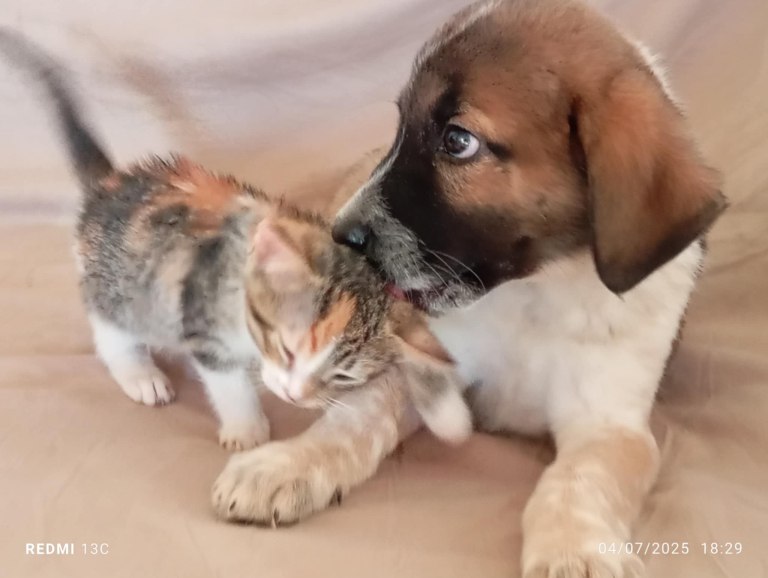 Το κουταβάκι και το γατάκι που εγκαταλείφθηκαν, καρτερούν την αγάπη μας – Δεν θα τους τη δώσουμε;