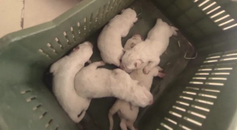 Ηλεία: Μια γυναίκα καταγγέλλει επίθεση από άνδρα που πουλούσε παράνομα κουτάβια στη λαϊκή