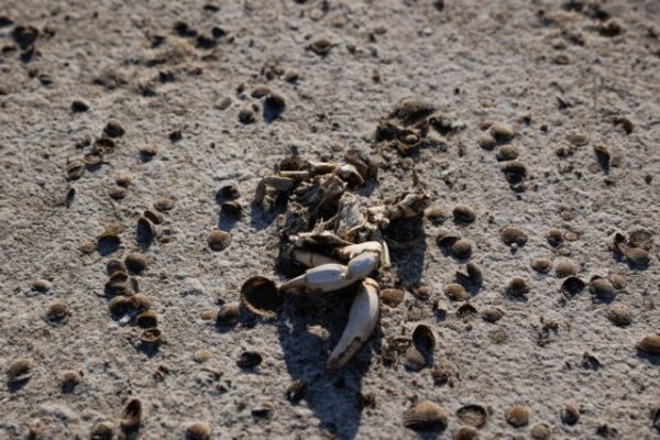 Συνεχίζεται η ακραία ξηρασία στον Έβρο – Μειωμένη κατά 80% η υγρασία στο έδαφος