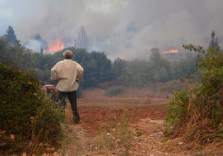 ΕΛΓΑ: Πότε πληρώνει τις αποζημιώσεις στους κτηνοτρόφους που επλήγησαν από τις φωτιές