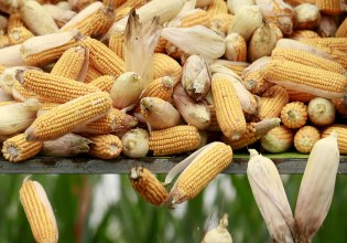 ΗΠΑ: Ζητούνται «φωτογενή καλαμπόκια» για να πουληθεί η φετινή σοδειά