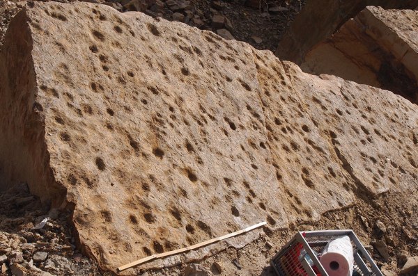 Απολιθωμένα ίχνη 400 εκατ. ετών ίσως δημιουργήθηκαν από τα πρώτα ψάρια που βγήκαν στην ξηρά