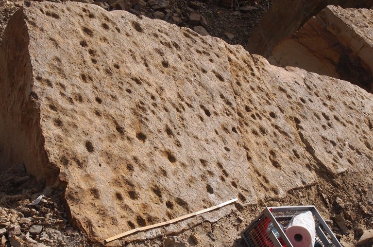 Απολιθωμένα ίχνη 400 εκατ. ετών ίσως δημιουργήθηκαν από τα πρώτα ψάρια που βγήκαν στην ξηρά