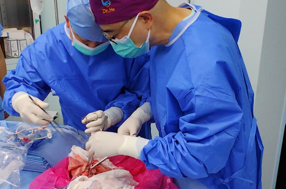 Η μεταμόσχευση πραγματοποιήθηκε πέρυσι στο Ιατρικό Πανεπιστήμιο του Γκουανγκτζόου (Jianxing He et al., Nature Medicine 2025)