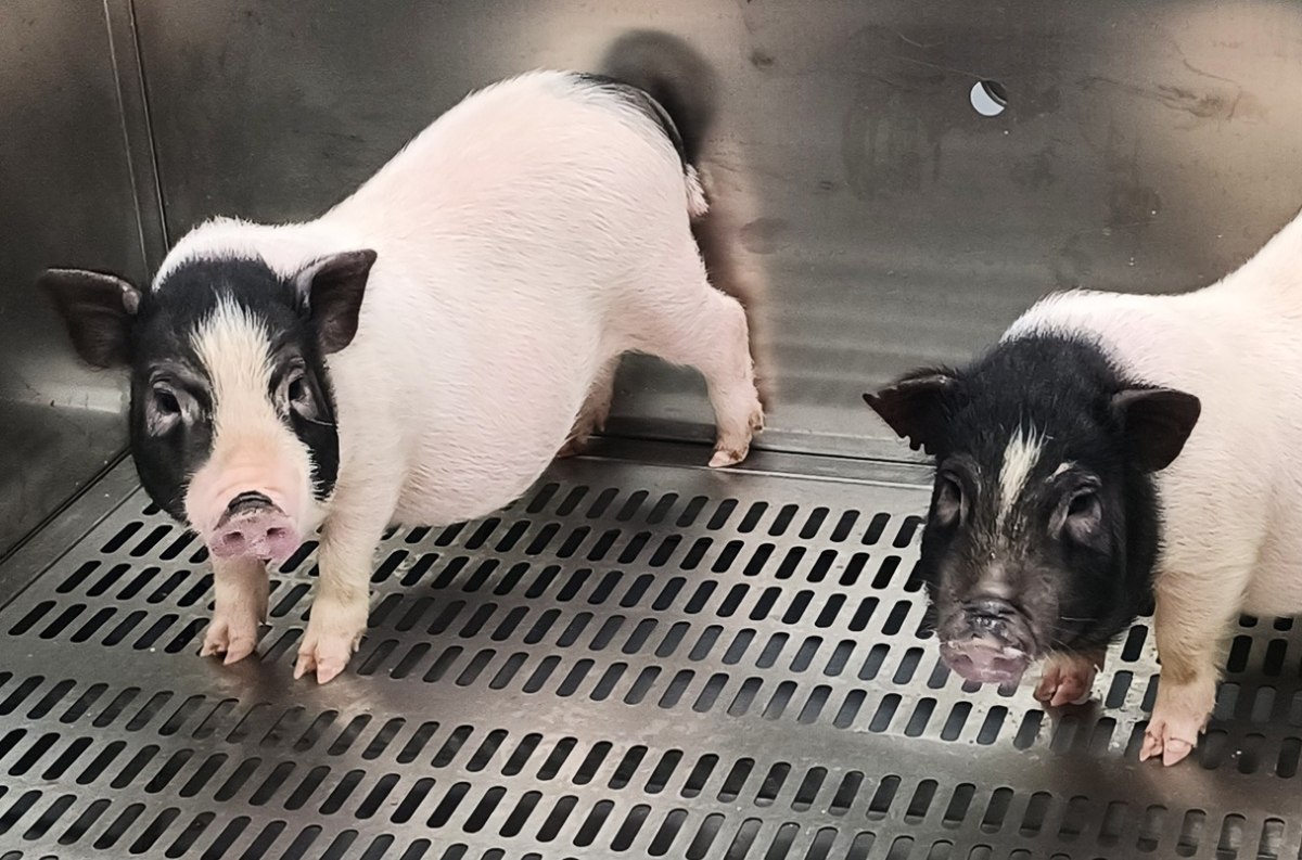 Πνεύμονας χοίρου μεταμοσχεύθηκε για πρώτη φορά σε άνθρωπο