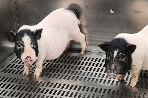 Πνεύμονας χοίρου μεταμοσχεύθηκε για πρώτη φορά σε άνθρωπο