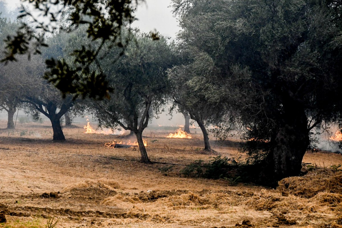 Φωτιά στο Πηγάδι Ηλείας – Σηκώθηκαν εναέρια μέσα
