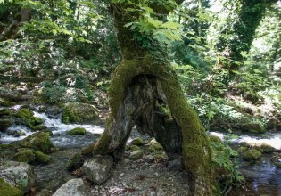 Τραγωδία στη Λάρισα: Καταπλακώθηκε και σκοτώθηκε 46χρονος υλοτόμος κατά την κοπή δέντρου