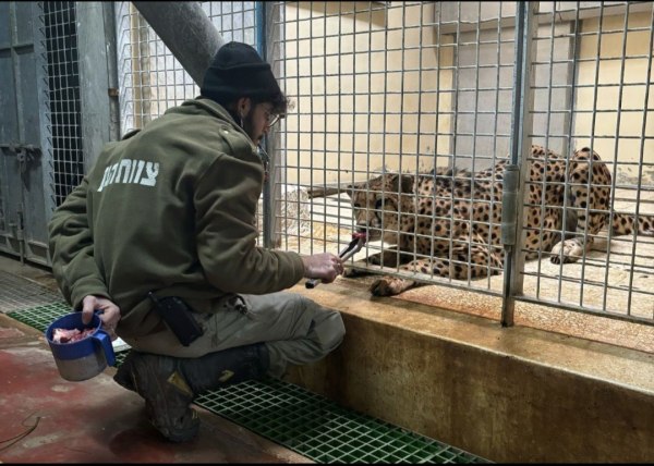 Λεοπάρδαλη κατασπάραξε εργαζόμενο σε ζωολογικό κήπο μπροστά σε επισκέπτες