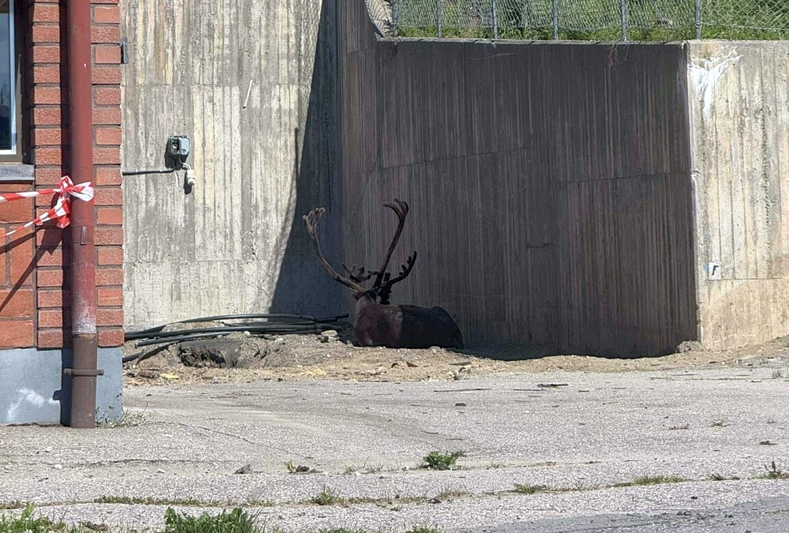 Τάρανδοι εντοπίστηκαν να αναζητούν σκιά σε πόλεις (Maja Vahlberg)